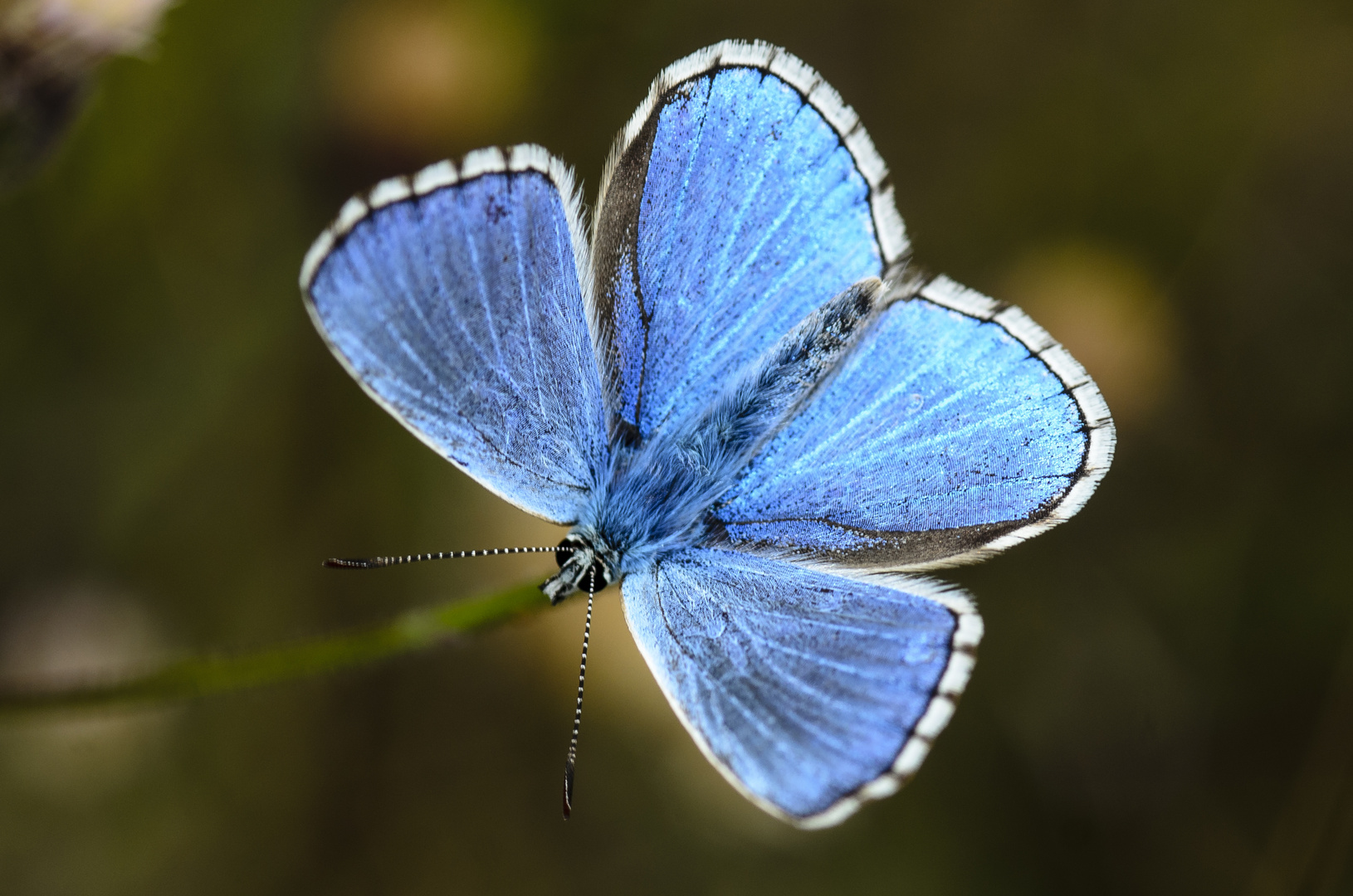 Himmelblauer Bläuling (Polyommatus bellargus)