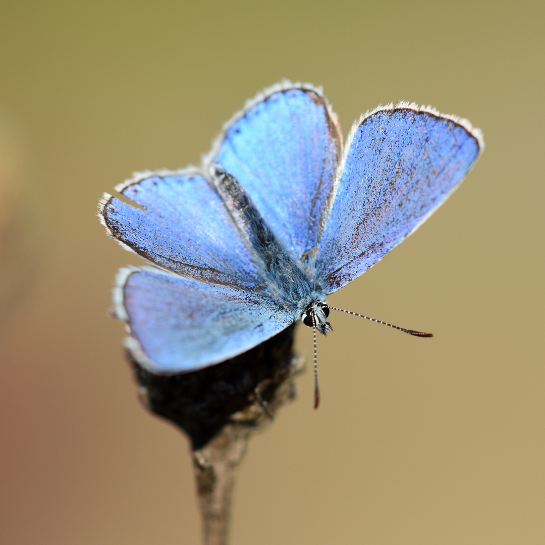 Himmelblauer Bläuling (Polyommatus bellargus) (2/2)