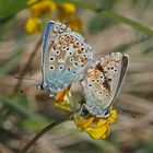 Himmelblauer Bläuling (Polyommatus bellargus)