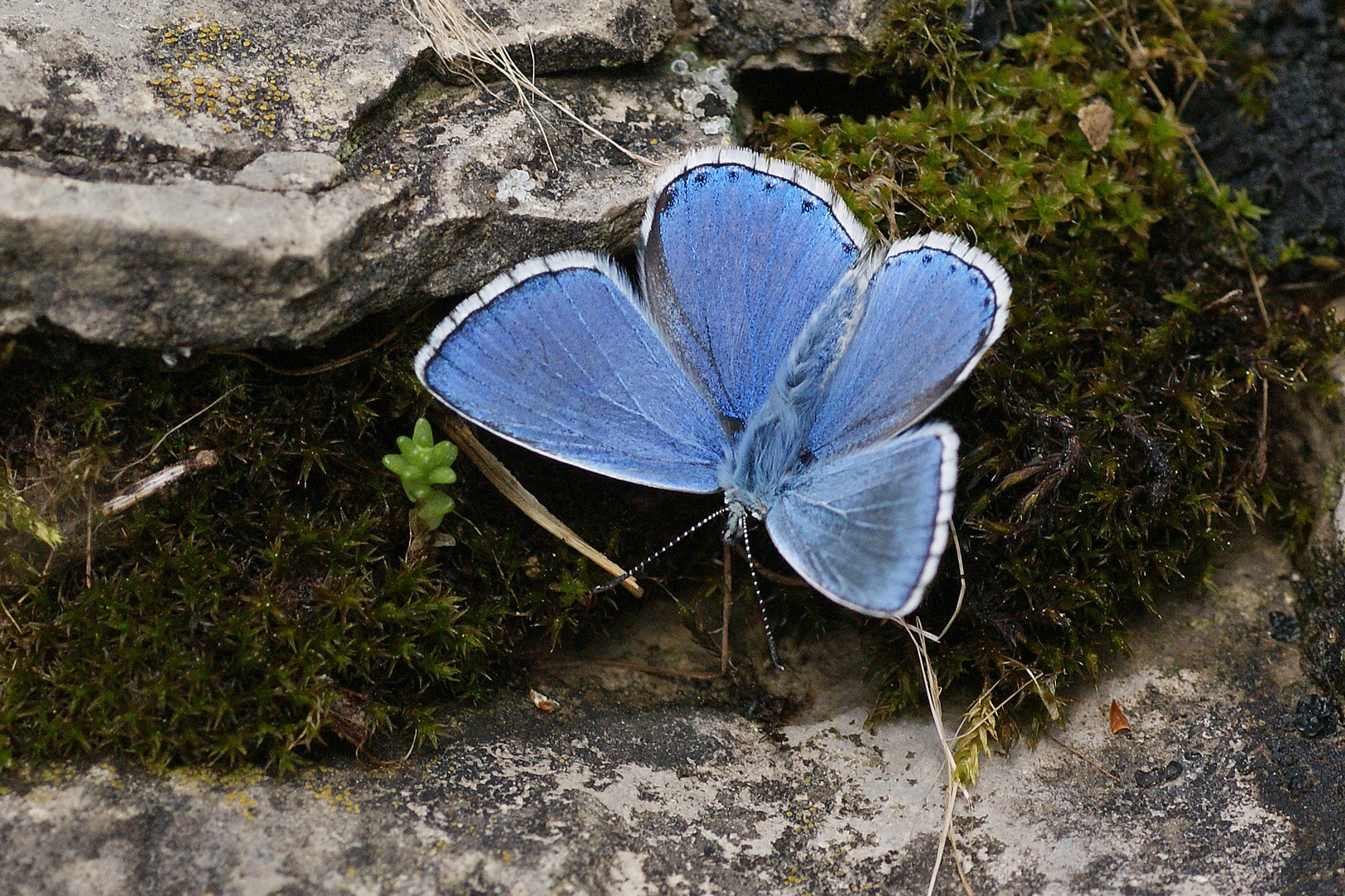 Himmelblauer Bläuling (Polyommatus bellargus)