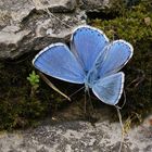 Himmelblauer Bläuling (Polyommatus bellargus)