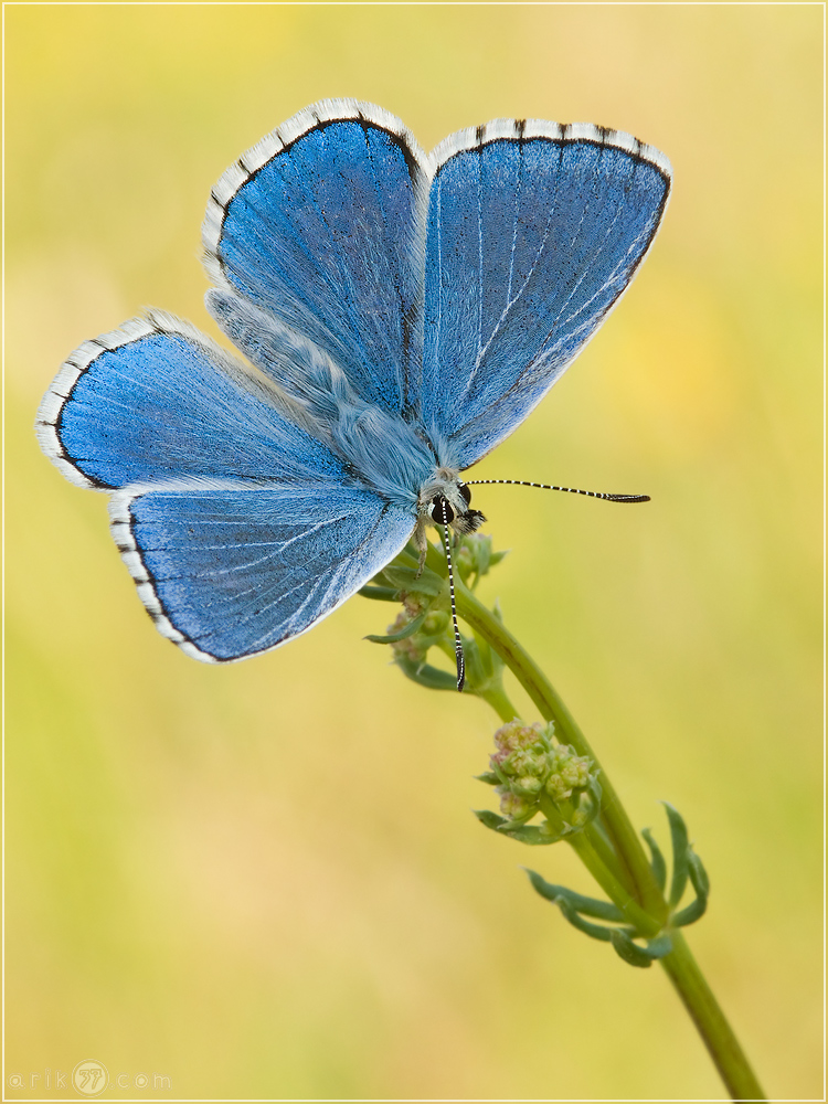 Himmelblauer Bläuling - Polyommatus bellargus