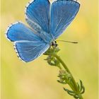 Himmelblauer Bläuling - Polyommatus bellargus