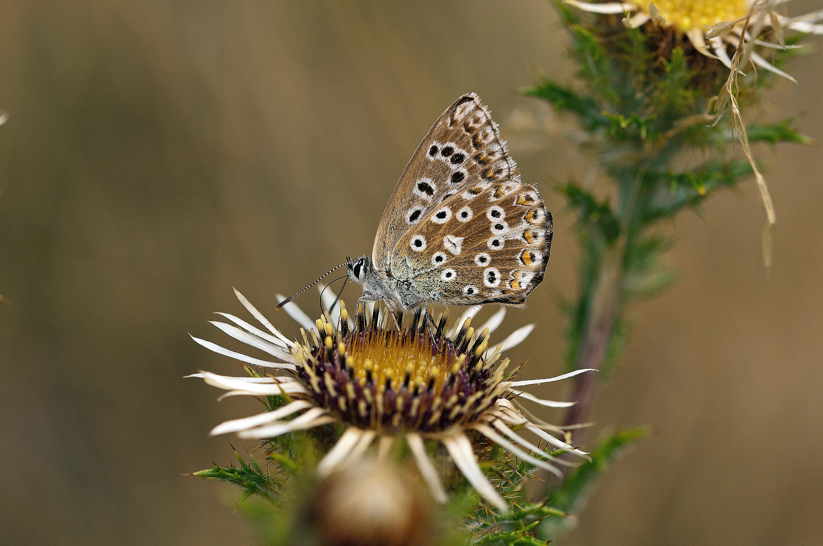 Himmelblauer Bläuling ( Polyommatus bellargus )