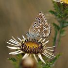 Himmelblauer Bläuling ( Polyommatus bellargus )