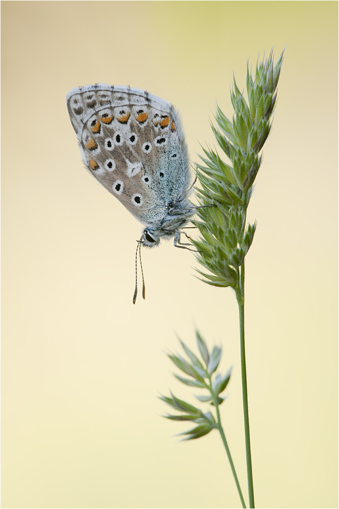 Himmelblauer Bläuling (Polyommatus bellargus)