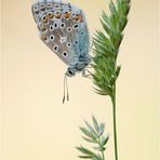 Himmelblauer Bläuling (Polyommatus bellargus)