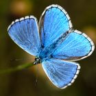 Himmelblauer Bläuling (Polyommatus bellargus)