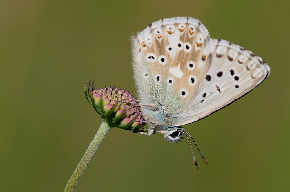 Himmelblauer Bläuling (Polyommatus bellargus)