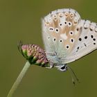 Himmelblauer Bläuling (Polyommatus bellargus)