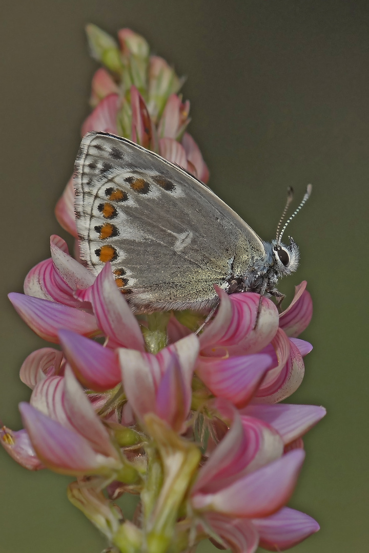 Himmelblauer-Bläuling (Polyommatus bellargus), Abberation