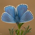 Himmelblauer Bläuling (Polyommatus bellargus)