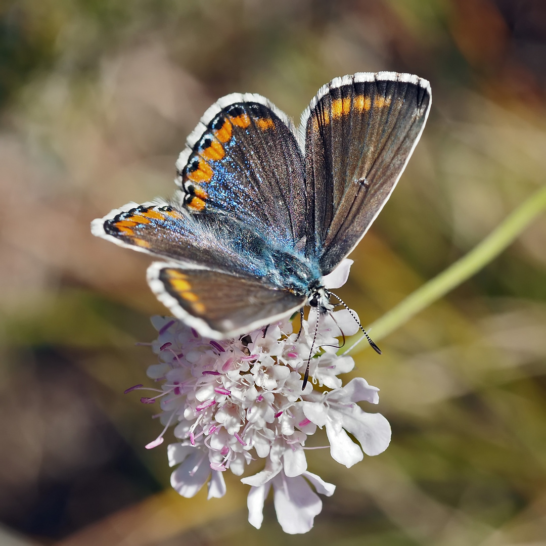 Himmelblauer Bläuling (Polyommatus bellargus), ein Weibchen. *