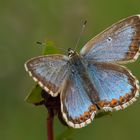 Himmelblauer Bläuling (Polyommatus bellargus f. ceronus)