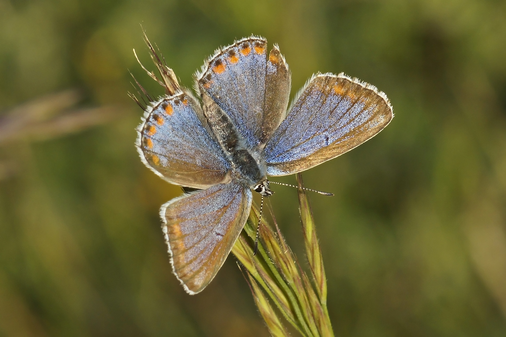 Himmelblauer Bläuling (Polyommatus bellargus f.coronus), Weibchen