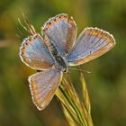 Himmelblauer Bläuling (Polyommatus bellargus f.coronus), Weibchen