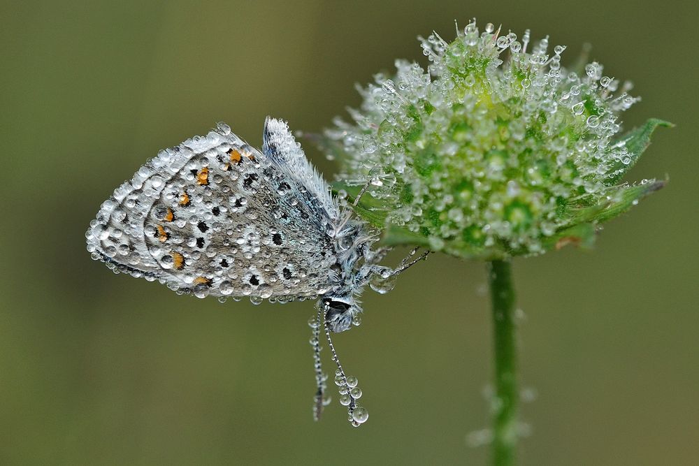 Himmelblauer Bläuling (Polyommatus bellargus) im Tautropfenkleid