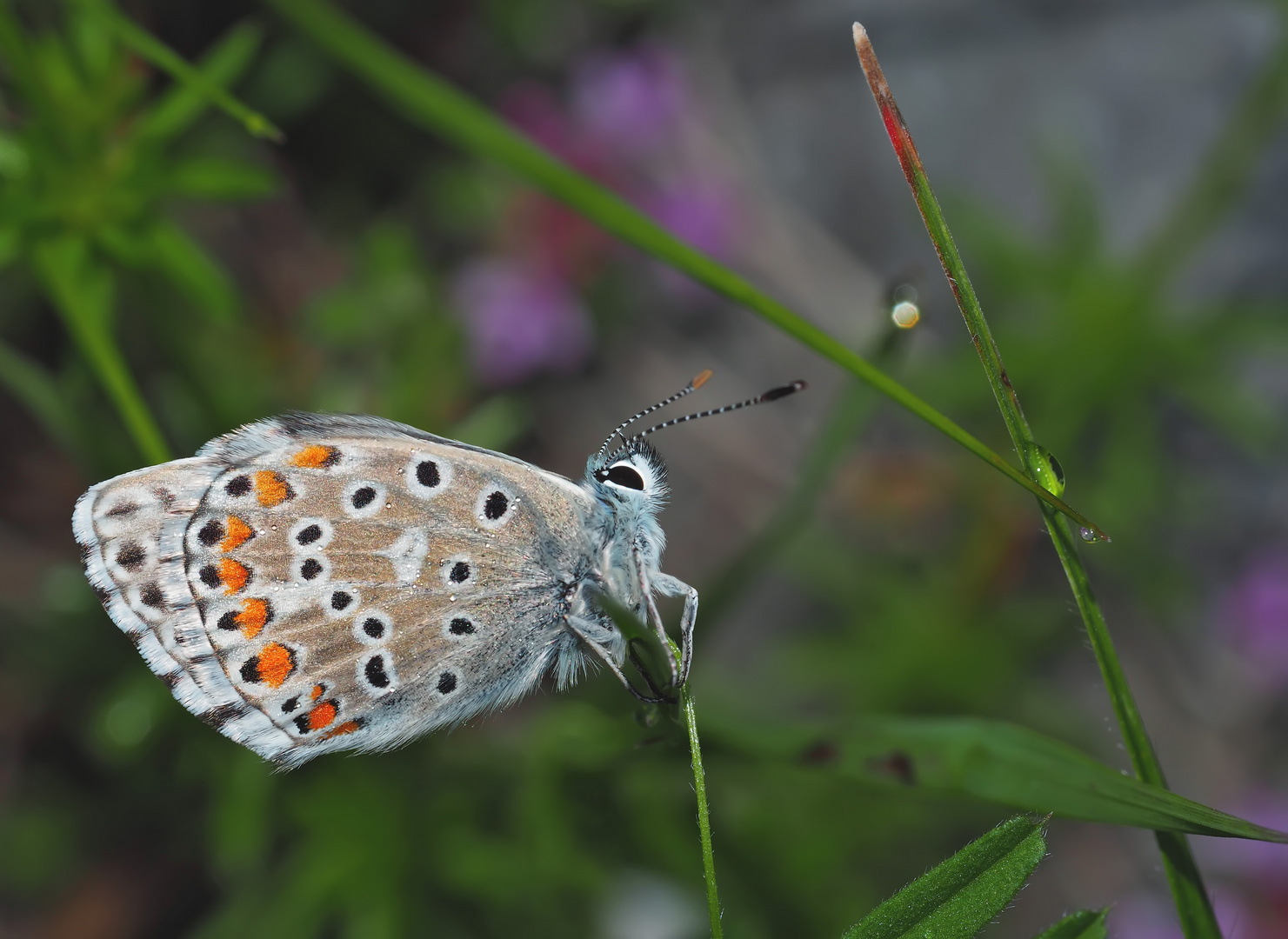 Himmelblauer Bläuling (Polyommatus bellargus) - L’Azuré bleu céleste...