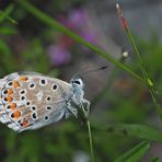 Himmelblauer Bläuling (Polyommatus bellargus) - L’Azuré bleu céleste...