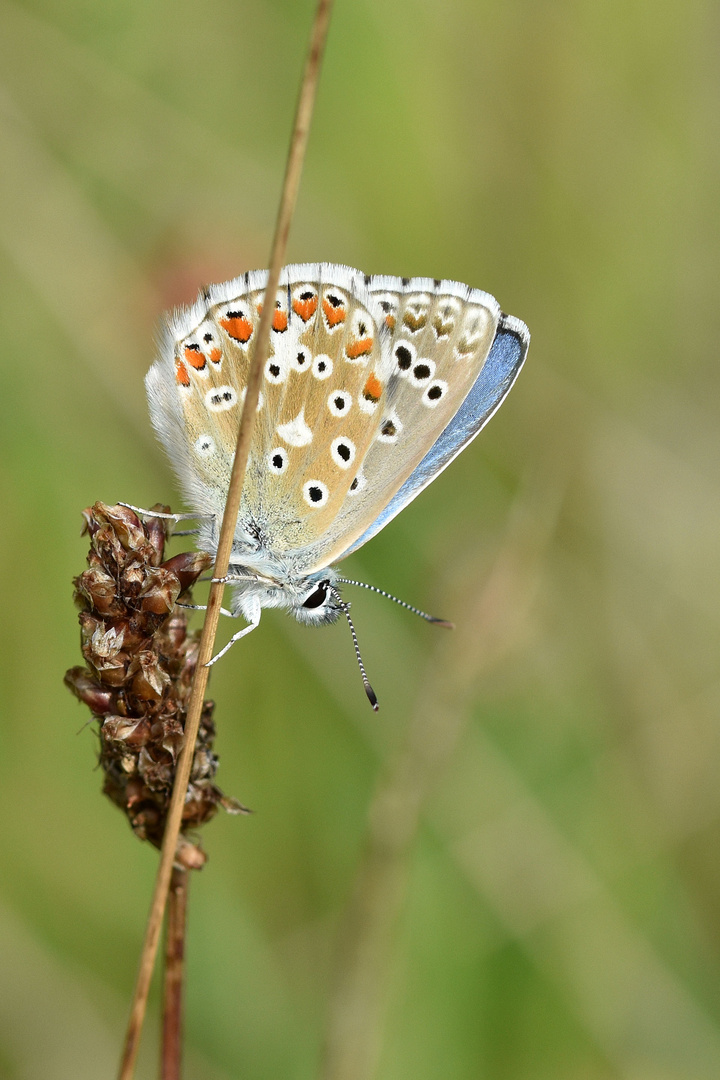 Himmelblauer Bläuling (Polyommatus bellargus); Männchen