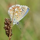 Himmelblauer Bläuling (Polyommatus bellargus); Männchen