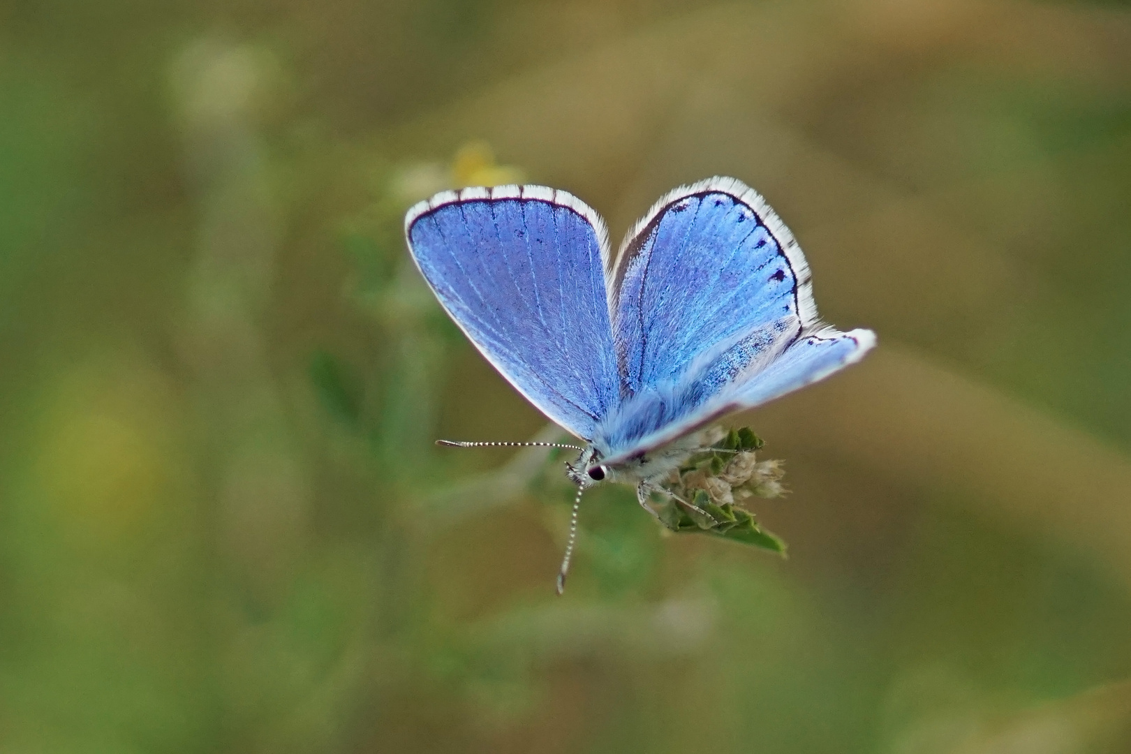 Himmelblauer Bläuling (Polyommatus bellargus), Männchen