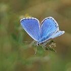 Himmelblauer Bläuling (Polyommatus bellargus), Männchen