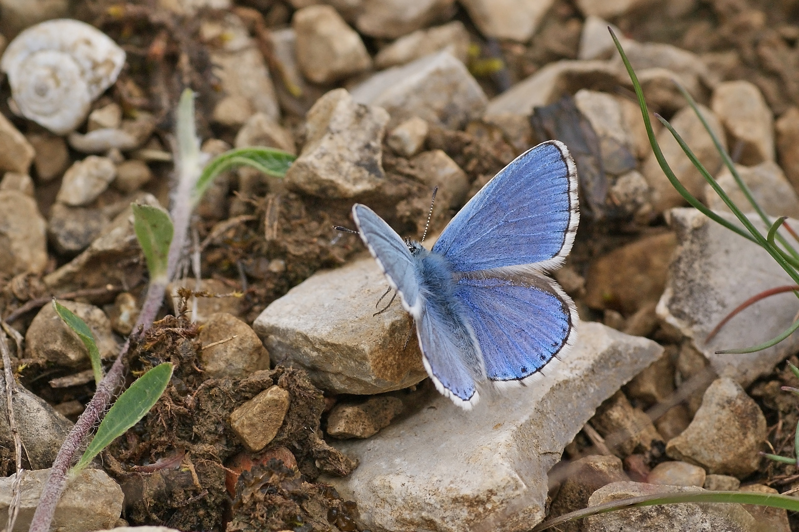 Himmelblauer Bläuling (Polyommatus bellargus), Männchen