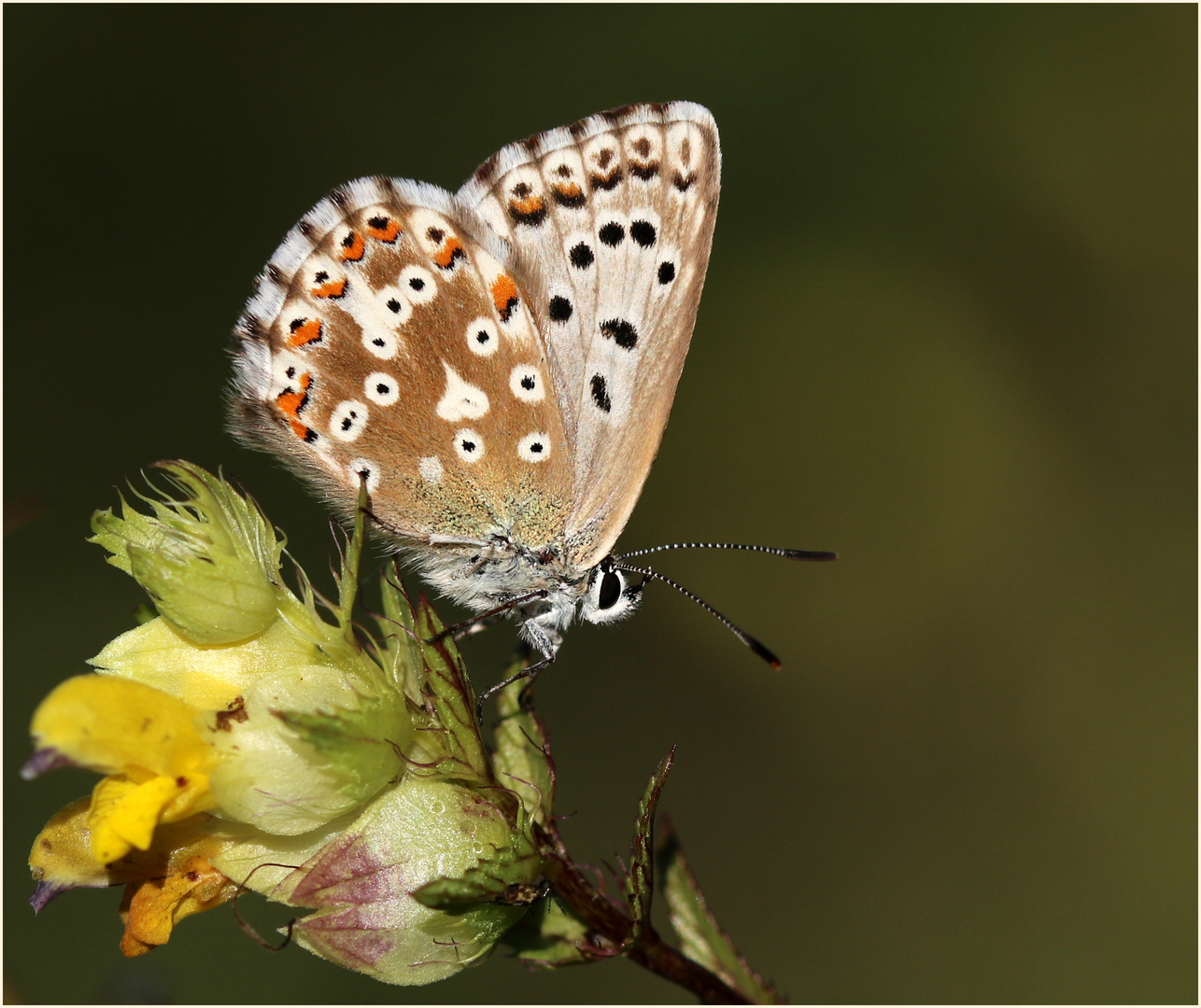 Himmelblauer Bläuling (Polyommatus bellargus) - Weibchen. 