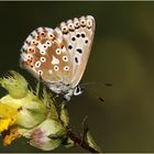 Himmelblauer Bläuling (Polyommatus bellargus) - Weibchen. 