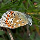 Himmelblauer Bläuling (Polyommatus bellargus), Weibchen. - L'Azuré bleu céleste, une femelle.