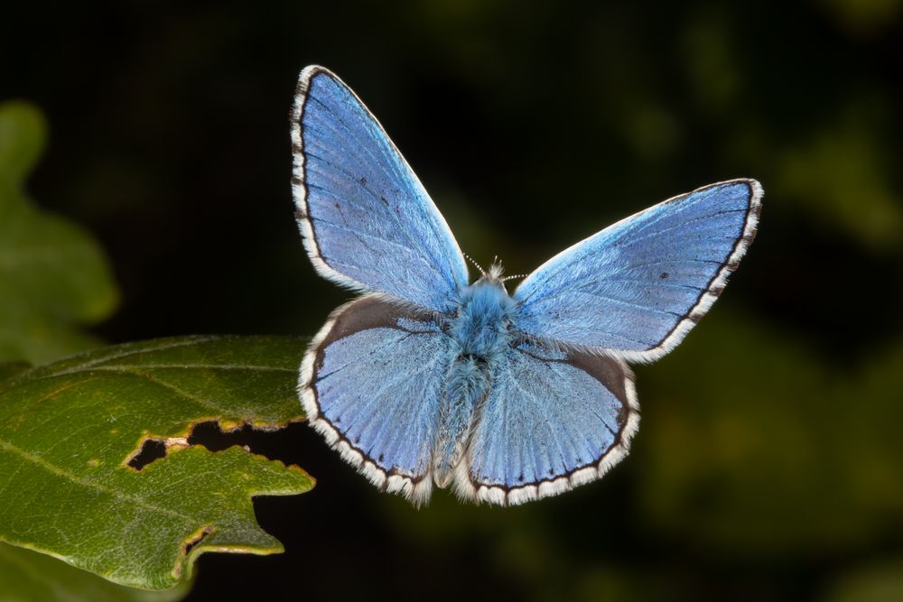 Himmelblauer Bläuling (Polyommatus (Lysandra) bellargus)