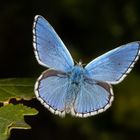 Himmelblauer Bläuling (Polyommatus (Lysandra) bellargus)