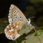 Himmelblauer Bläuling (Polyommatus (Lysandra) bellargus