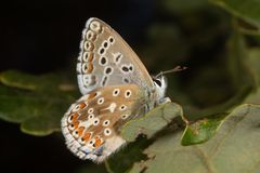 Himmelblauer Bläuling (Polyommatus (Lysandra) bellargus