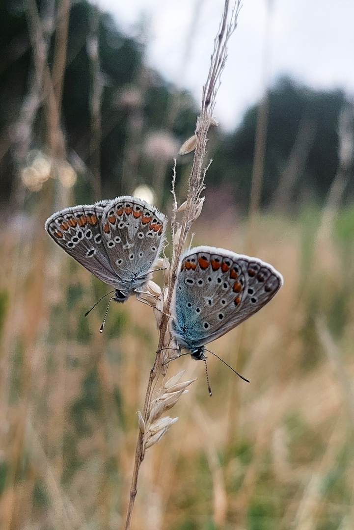 Himmelblauer Bläuling (Tagfalter) auf Wildwiese 