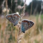 Himmelblauer Bläuling (Tagfalter) auf Wildwiese 