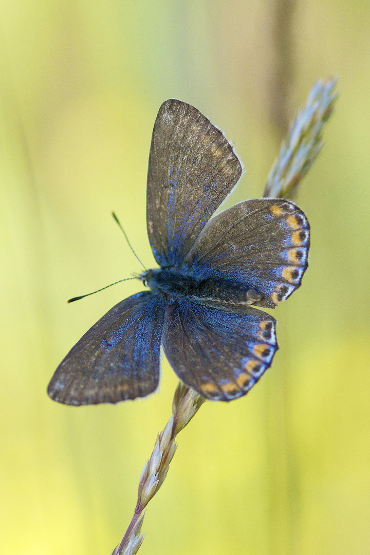 Himmelblauer-Bläuling (W) / Polyommatus bellargus (ND)