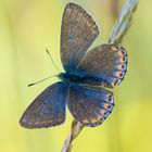 Himmelblauer-Bläuling (W) / Polyommatus bellargus (ND)