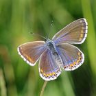 Himmelblauer Bläuling, Weibchen