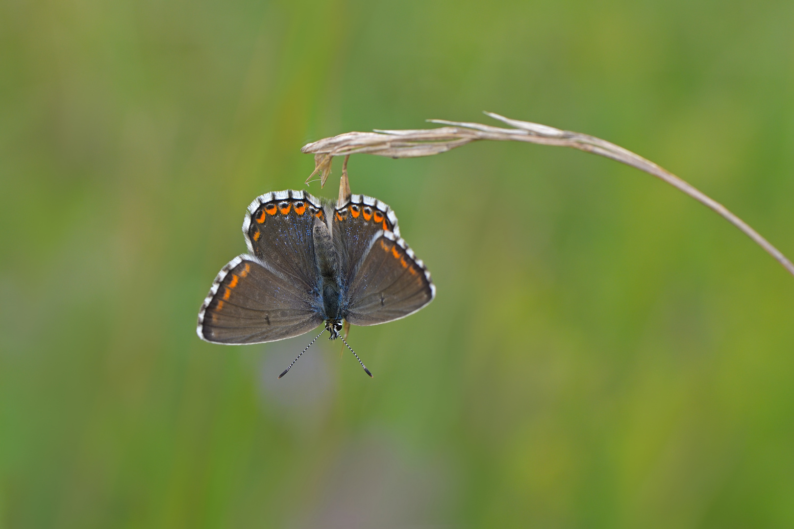 Himmelblauer Bläuling Weibchen