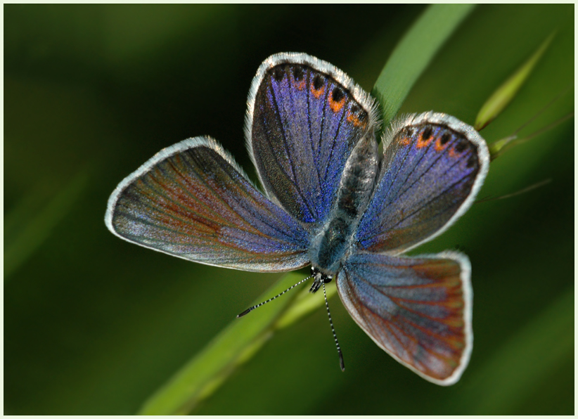 Himmelblauer Bläuling, weibl.