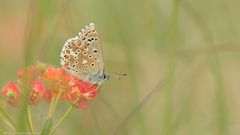 Himmelblauer-Bläuling(weiblich) 