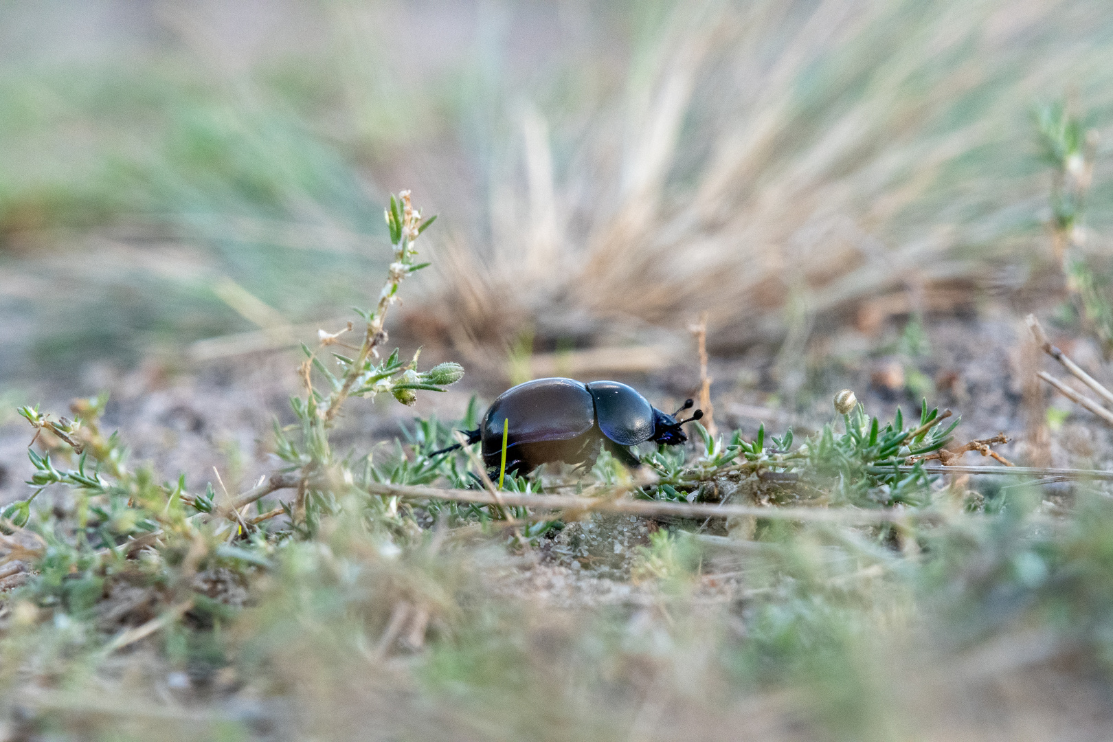 Himmelblauer Blattkäfer