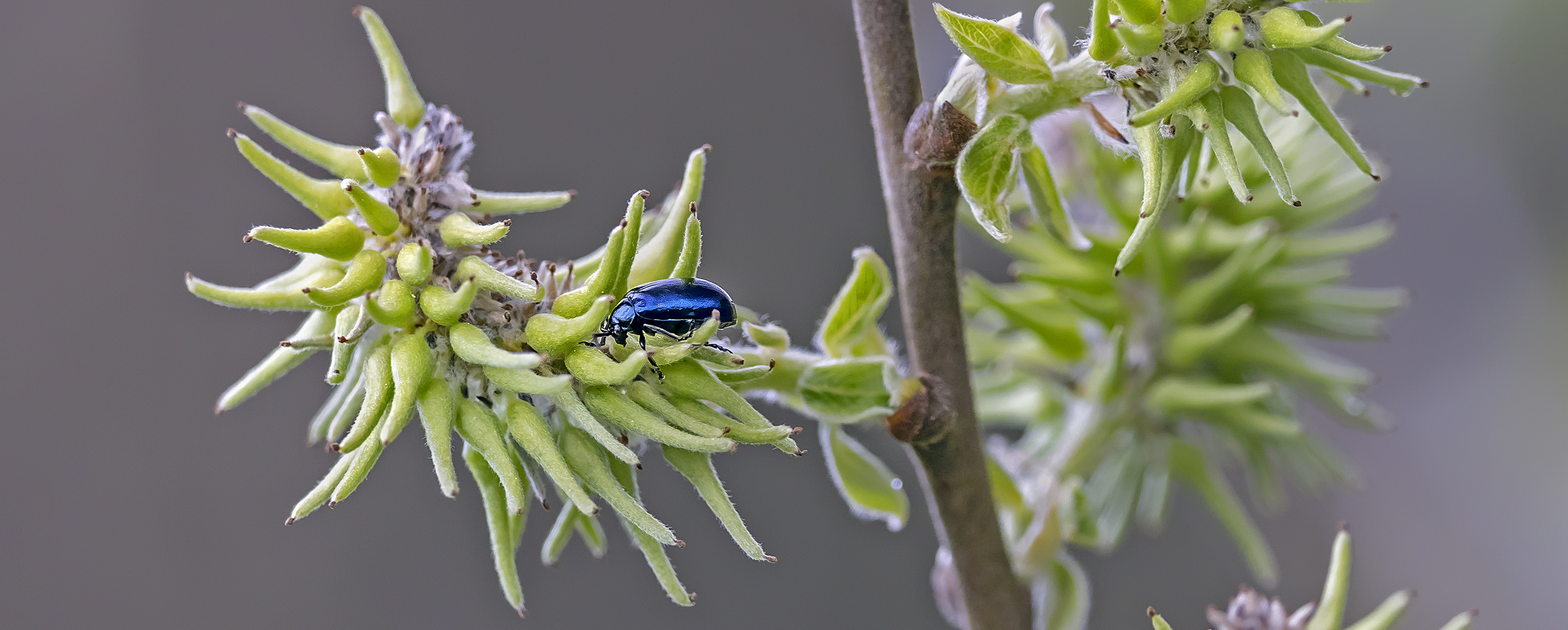 Himmelblauer Blattkäfer ... 