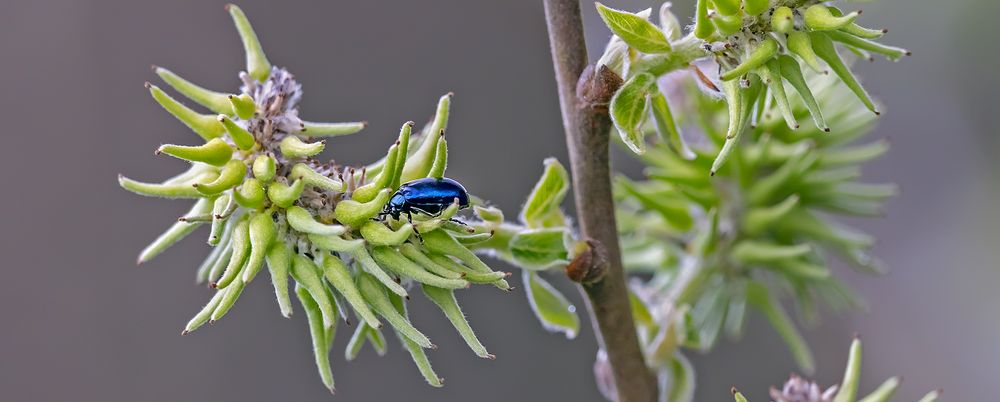 Himmelblauer Blattkäfer ... 