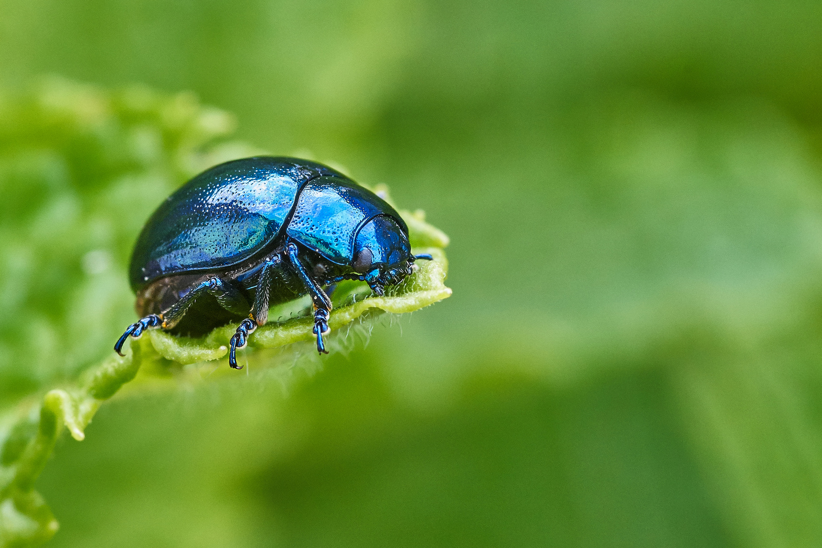 Himmelblauer Blattkäfer auf einem Pfefferminzblatt