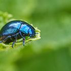 Himmelblauer Blattkäfer auf einem Pfefferminzblatt