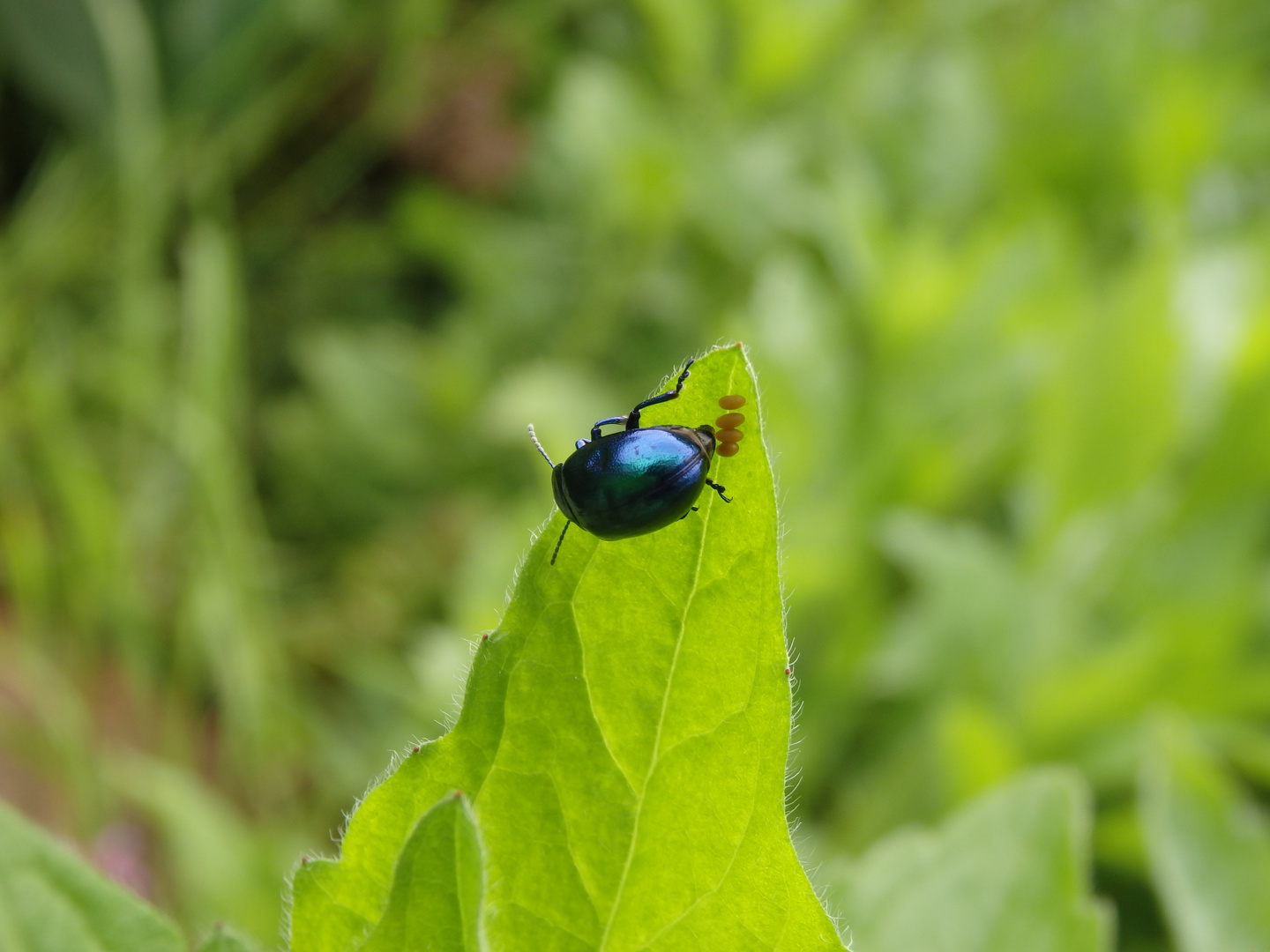 Himmelblauer Blattkäfer (Chrysolina coerulans) bei der Eiablage