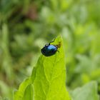 Himmelblauer Blattkäfer (Chrysolina coerulans) bei der Eiablage